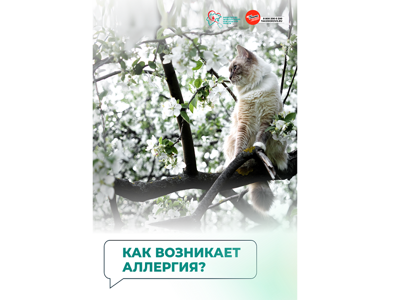 Как возникает аллергия?.