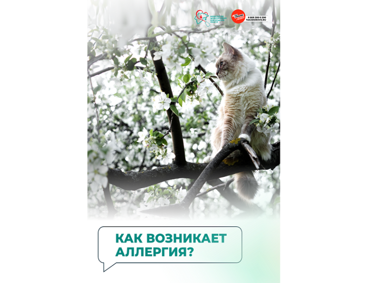 Как возникает аллергия?. Как возникает аллергия?.
